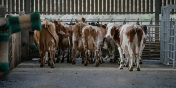 A Dairy Story Review 2