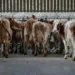 A Dairy Story Review 2
