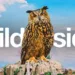Wild Inside Review