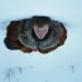 A Long Winter Review