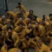 Ghost in the Cell Review
