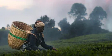 Kikuyu Land Review