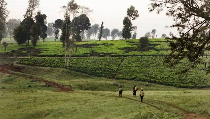 Kikuyu Land Review: Beauty Under the Weight of History 42 Kikuyu Land Review