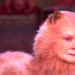 Judi Dench