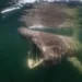 North Sea, Nature Untamed Review: Orcas, Fishing Boats, and Unequal Appetites 2 North Sea, Nature Untamed (1)
