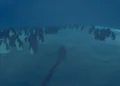 Penguin Colony Review